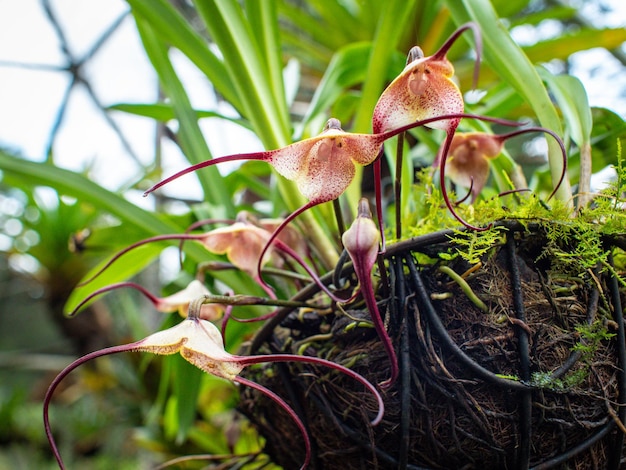 Monkey orchid (Dracula Simia), Rare Colombian Orchid