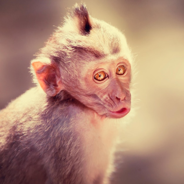 Monkey portrait