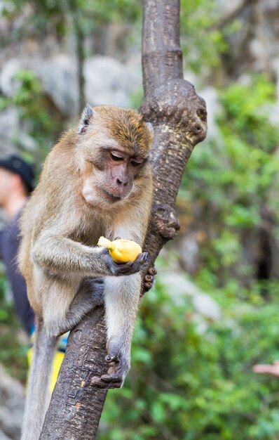 The monkey sits and eats banana