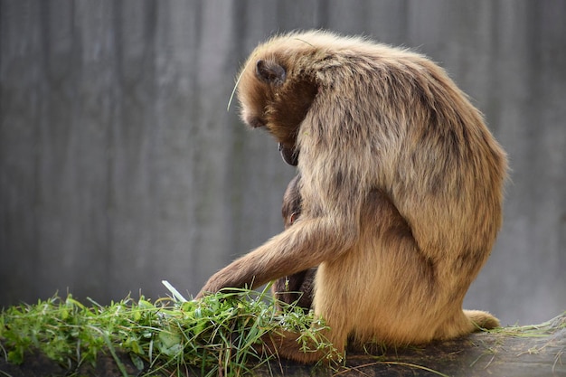 A monkey sits on a rock and looks at the grass.