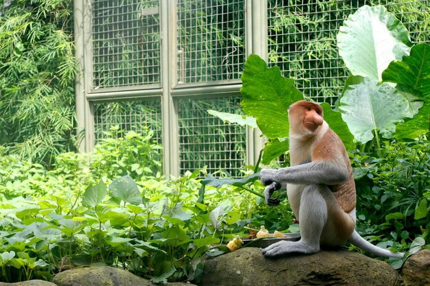 Photo a monkey sits on a rock with a leaf in front of it