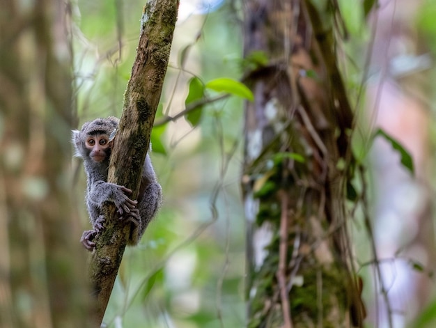 a monkey sits in a tree with a stick in its mouth