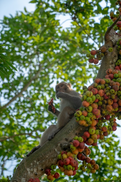 a monkey sitting on a branch and feeding it.