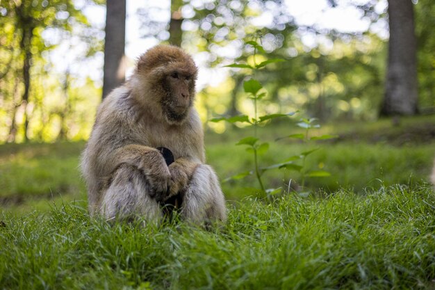 Photo monkey sitting in a field