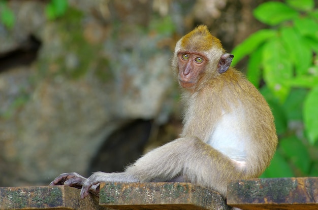 Monkey sitting in nature