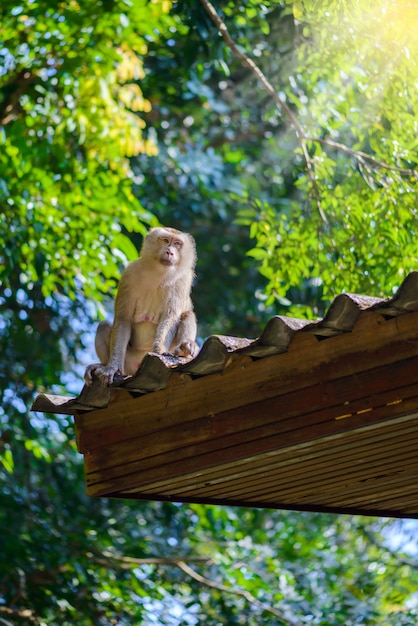 Monkey sitting on roof