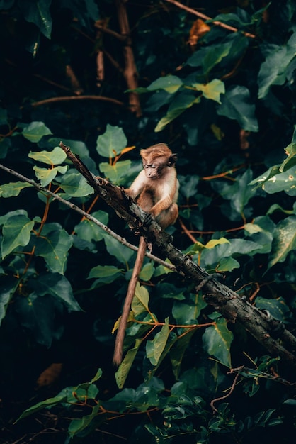 Photo monkey sitting on tree