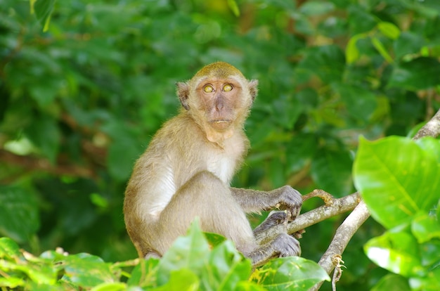 Monkey sitting on the tree