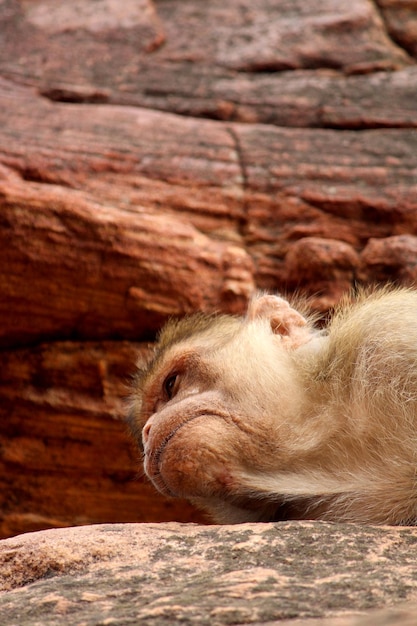 The monkey sleeping on the rock Bonnet macaque in Badami Fort