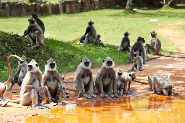 Monkey on Sri Lanka