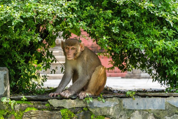 Monkey at the Swayambhunath temple or monkey temple in Kathmandu, Nepal. Stock photo.