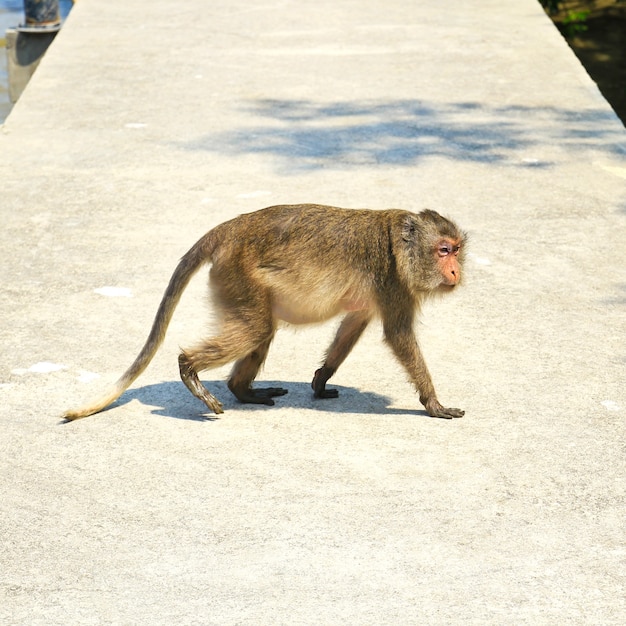 Monkey ,Thailand