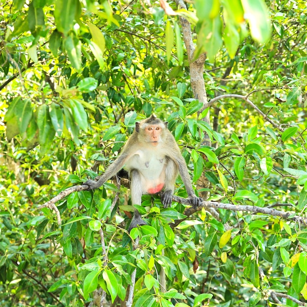 Monkey ,Thailand.