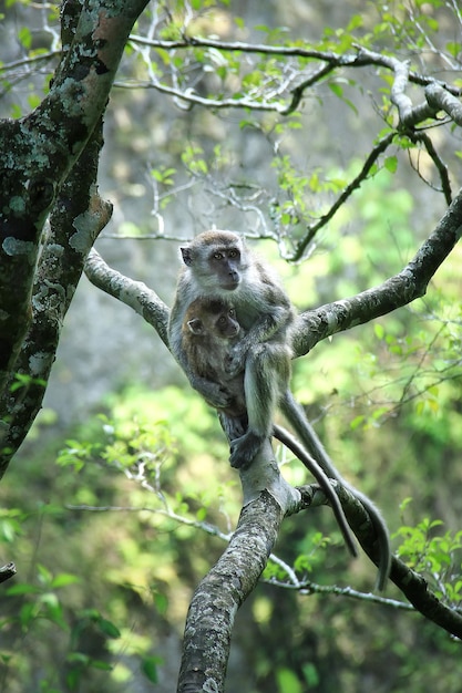 Monkey on tree in the forest