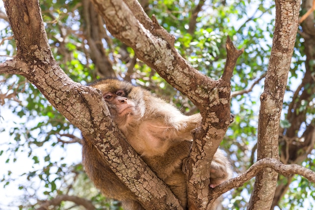 Monkey in the trees Morocco