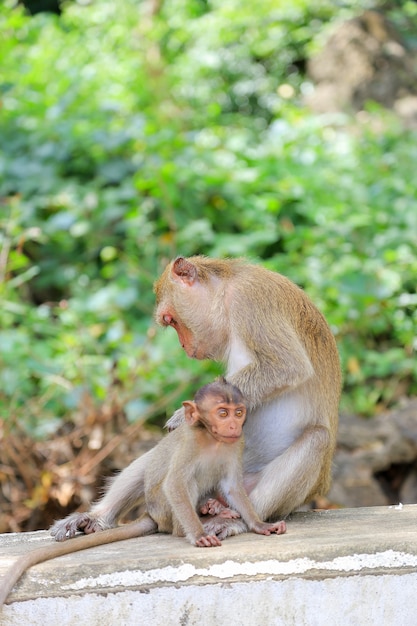 Monkey tropical forests