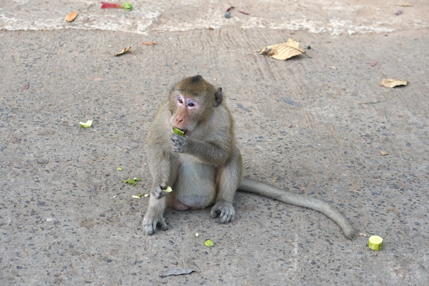 Monkey waiting to eat from tourists