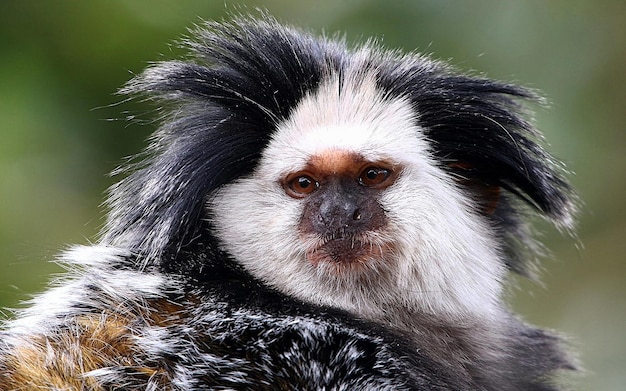 Photo a monkey with a black face and brown eyes