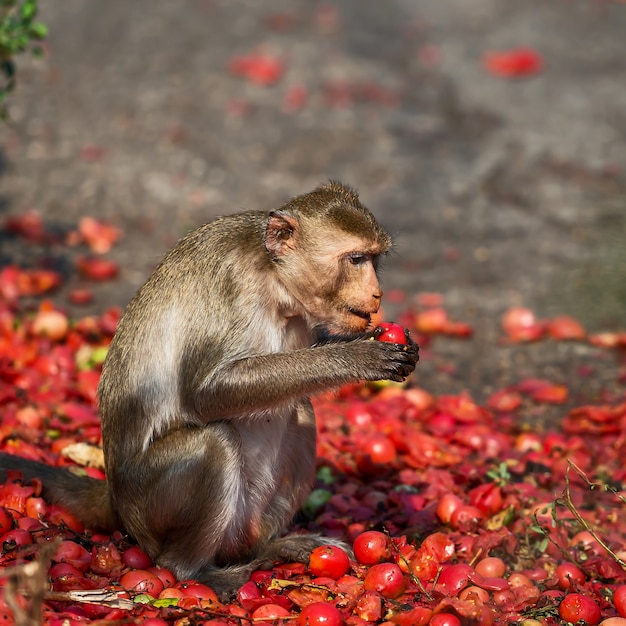 The monkeys are eating the tomatoes that the villagers bring.