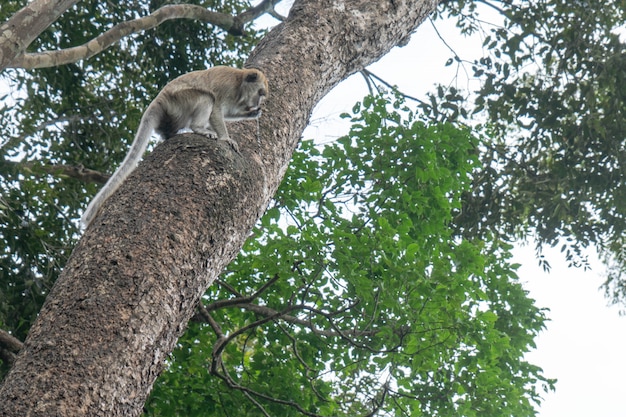 The monkeys are eating water that is trapped in the tree.