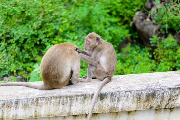 Monkeys (crab eating macaque) grooming one another.