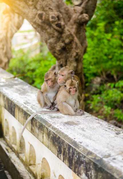 Monkeys (crab eating macaque) grooming one another.