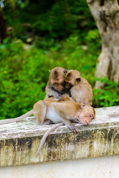 Monkeys (crab eating macaque) grooming one another.