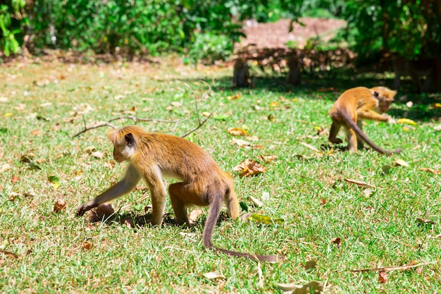 Monkeys looking for food in tropical fauna on Ceylon. Macaques on Sri Lanka. Widlife scene, Asia