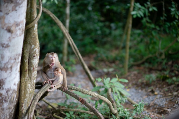 Monkeys and monkeys in the fertile forest