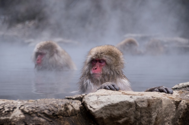 Monkeys relaxing in the hot spring