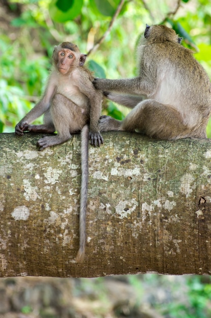 Monkeys on a tree branch