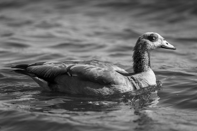 Mono Egyptian goose in river heading right