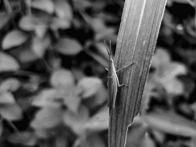 Photo monokrom small grasshopper on the leaf background beautiful nature concept tropical leaf