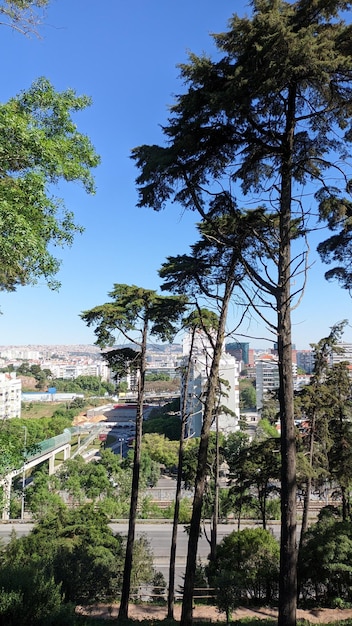 Monsanto Park with tall trees overlooking Lisbon