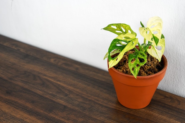 Monstera adansonii albo variegated houseplant with copy space