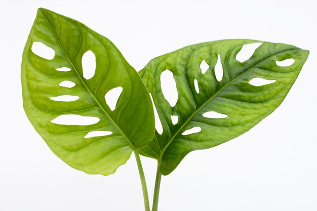 Monstera Adansonii leaves or Swiss cheese vine house plant