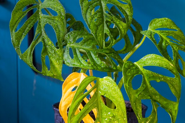 Monstera adansonii plant closeup ever green houseplant