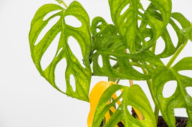 Monstera adansonii plant closeup ever green houseplant