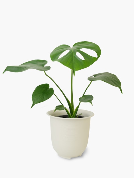 Monstera Deliciosa exotic green leaf in white flower potted  isolated on white background with clipping path