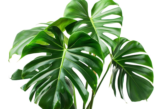 Monstera Deliciosa Leaves Isolated on White