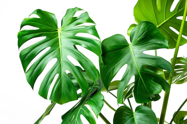 Monstera Deliciosa Leaves on White Background