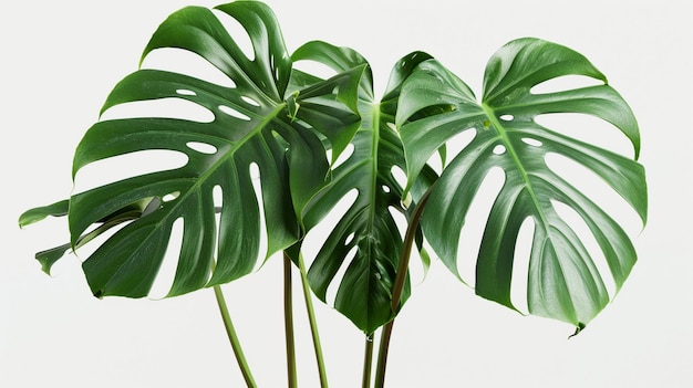 Monstera Deliciosa Philodendron Leaves CloseUp Tropical Plant Green Foliage Nature Background