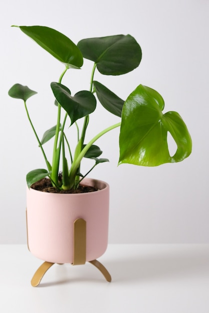 monstera deliciosa in pink pot on white table home tropical gardening minimalist trendy concept