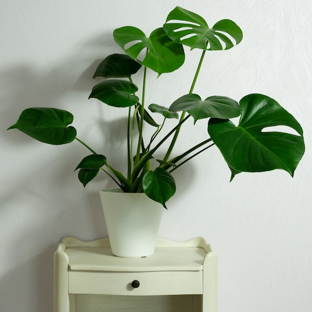 Monstera deliciosa in pot on light background on nightstand home gardening minimalist trendy concept