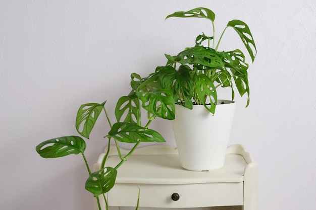 Monstera deliciosa in pot on purple background on nightstand home gardening