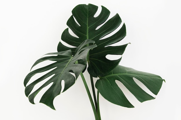 Monstera delicosa plant leaf on an off white background