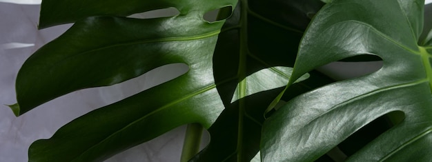 Monstera flower background Banner The concept of minimalism Monstera deliciosa or Swiss cheese plant tropical leaves background