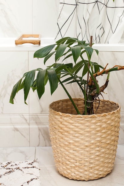 Monstera houseplant in a wicker pot in the bathroom. Decorating the living space with green plants. High quality photo