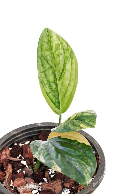 Monstera karstenianum variegated is aroid indoor plant on white background