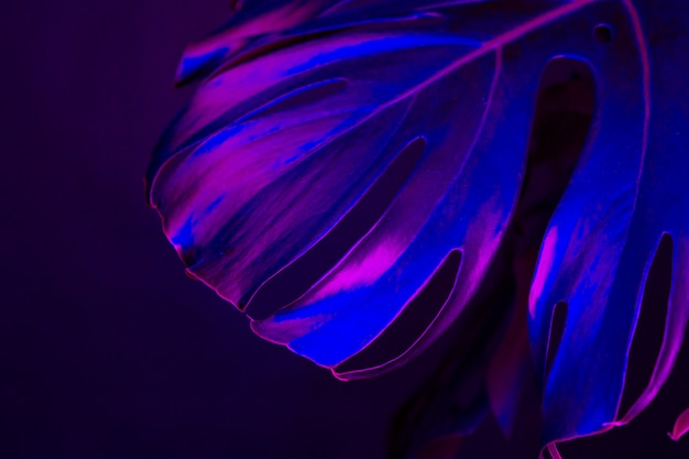 Monstera leaf in blue neon light close up. Creative photo